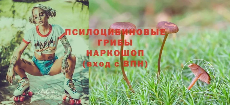 Псилоцибиновые грибы Psilocybine cubensis  закладки  Купино 